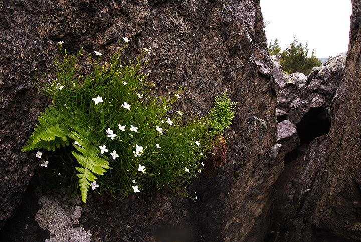 Pteridofite varie